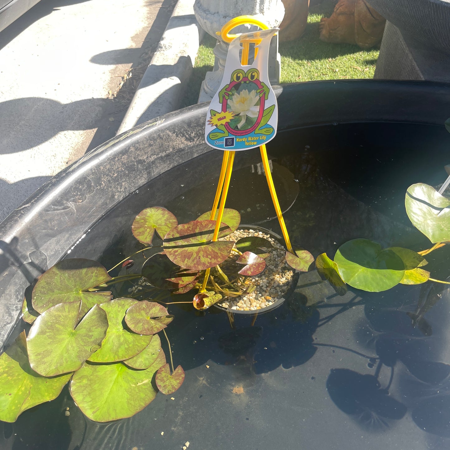 Water Lily (Assorted Colours) Pond Plant