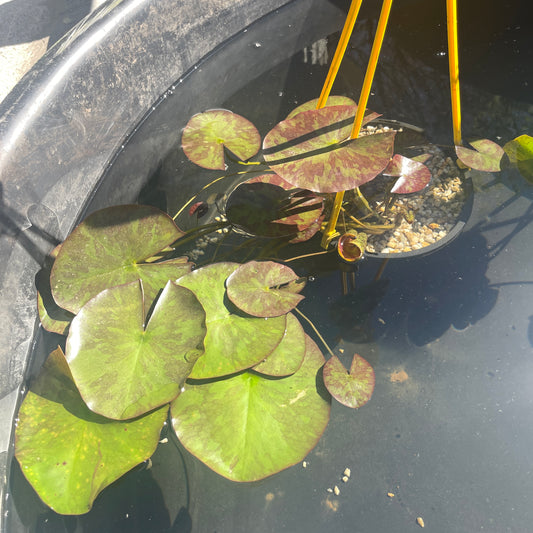 Water Lily (Assorted Colours) Pond Plant