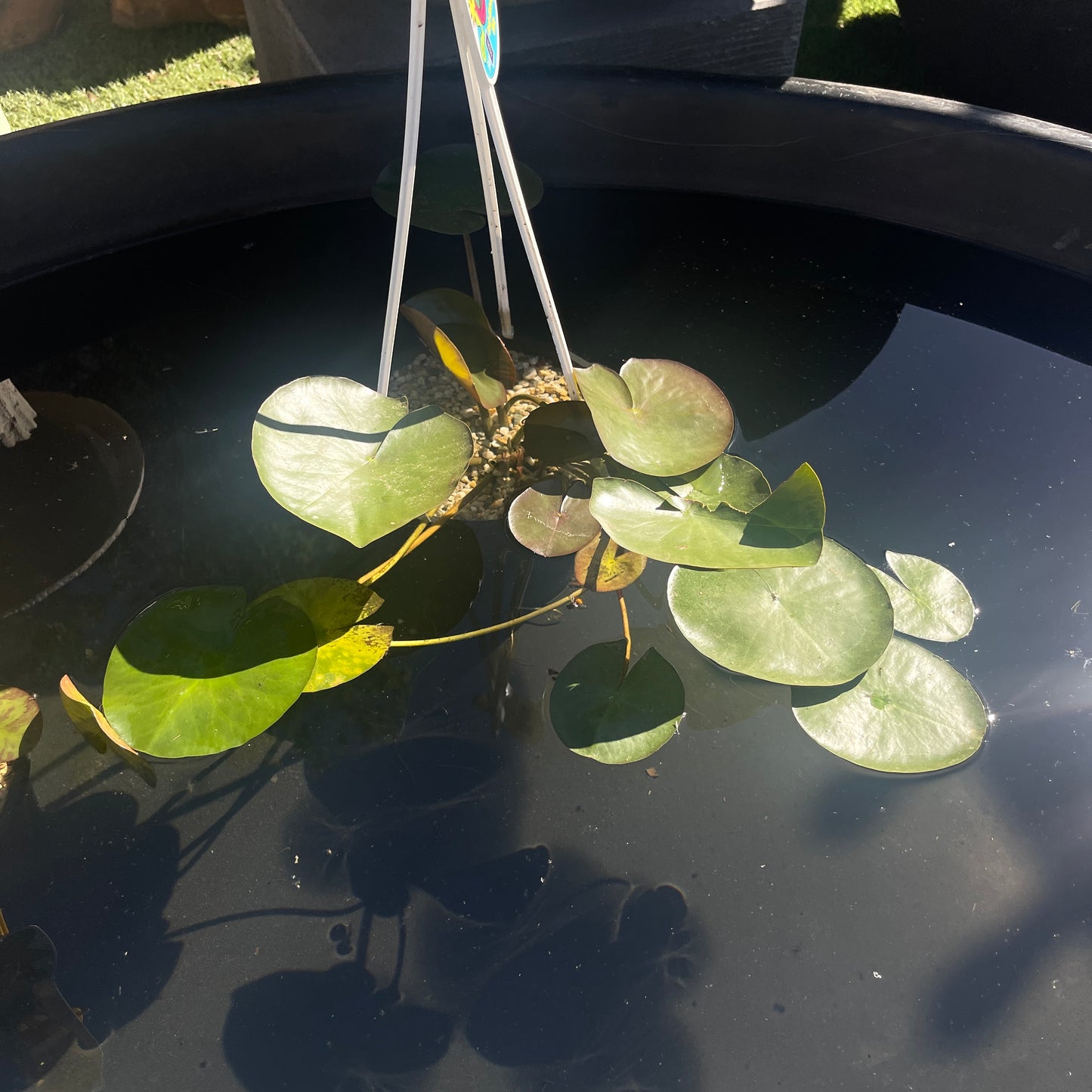 Water Lily (Assorted Colours) Pond Plant