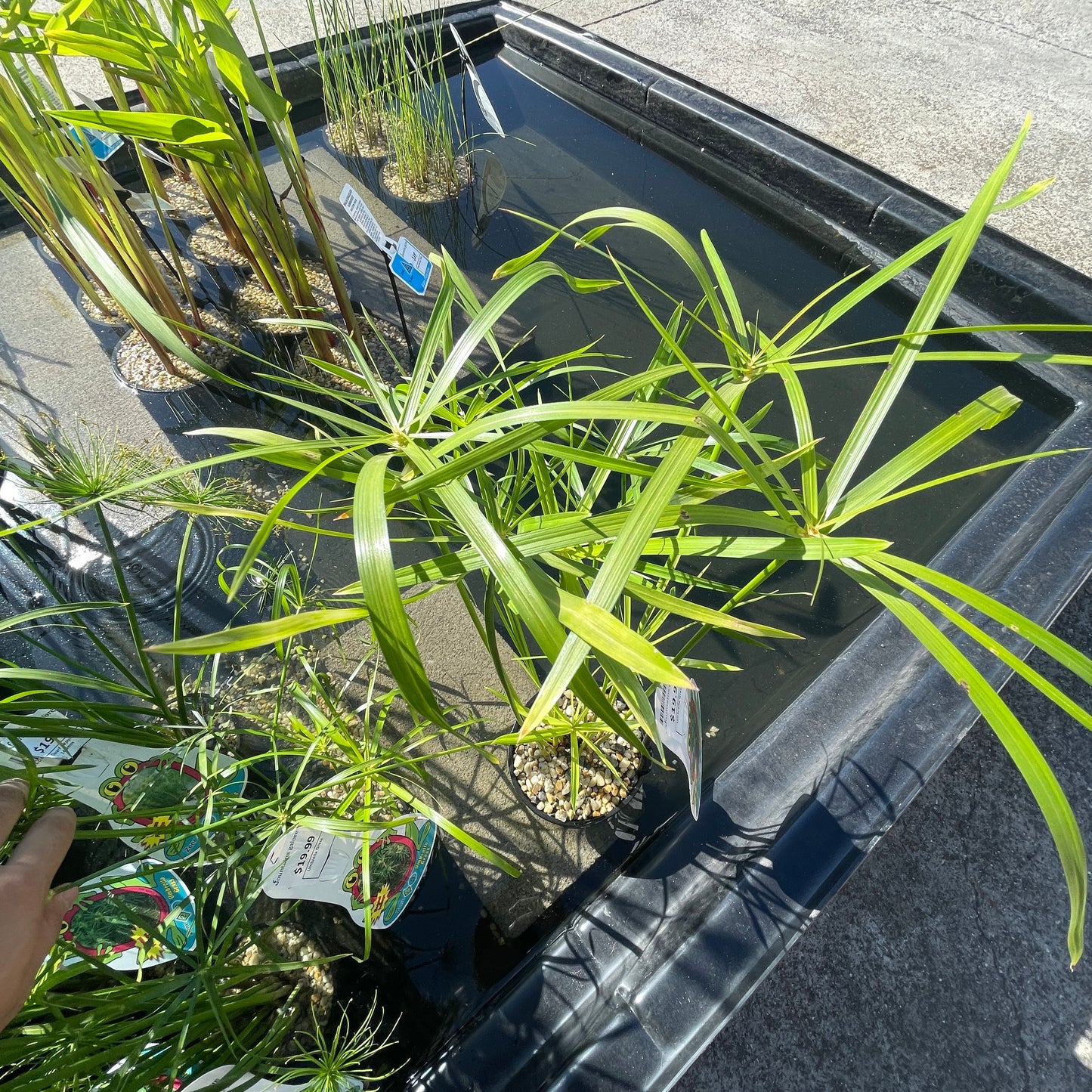 Umbrella Grass Pond Plant