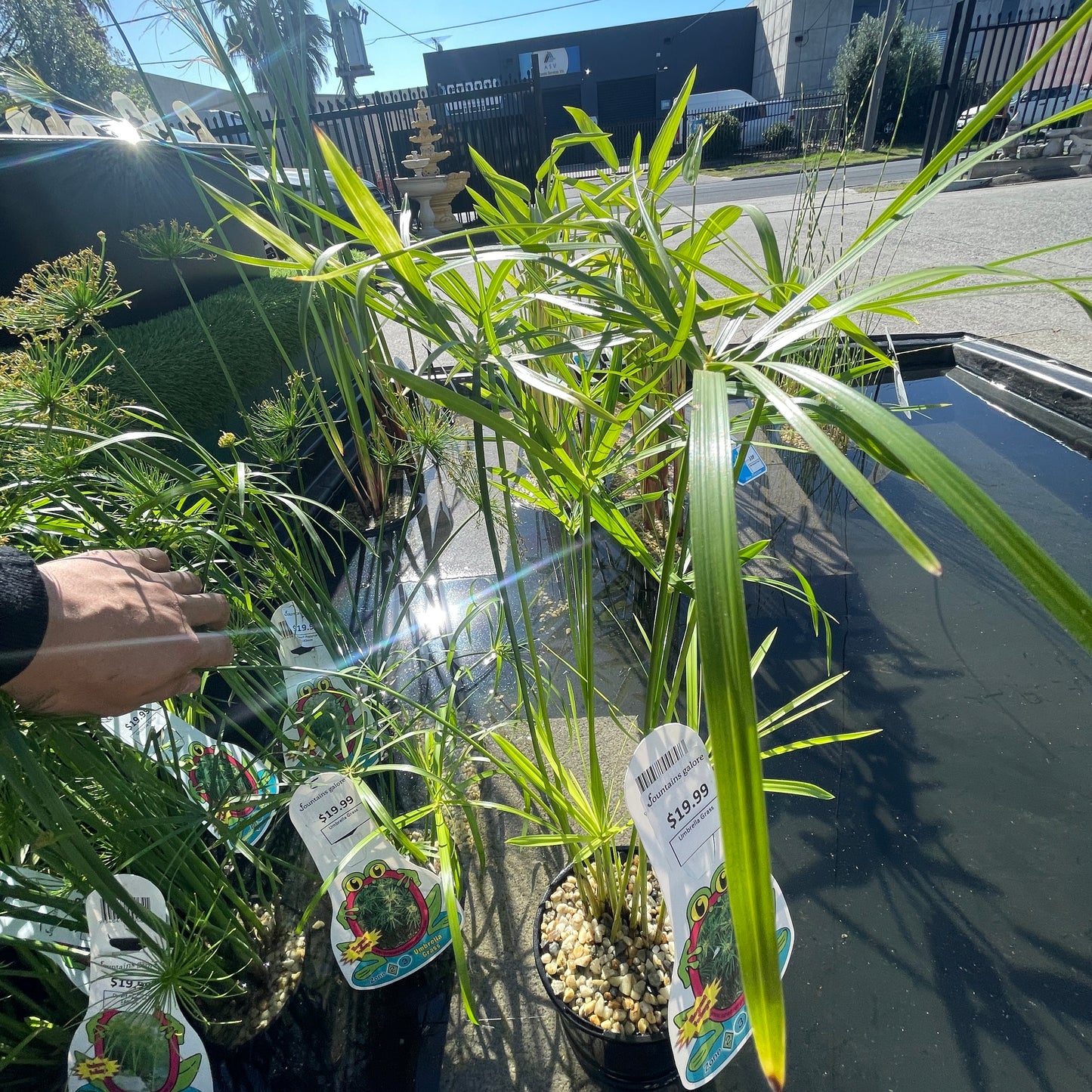 Umbrella Grass Pond Plant