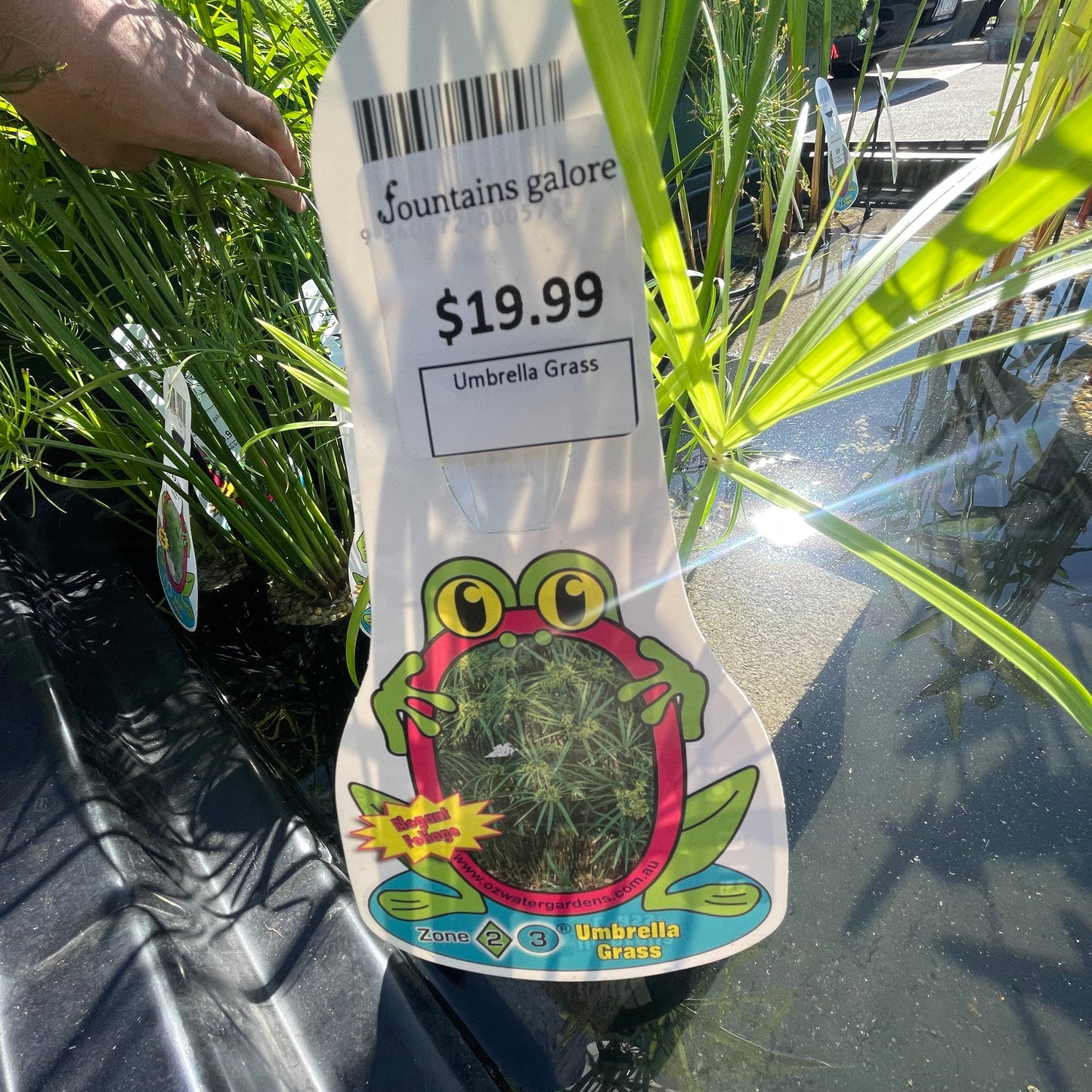 Umbrella Grass Pond Plant