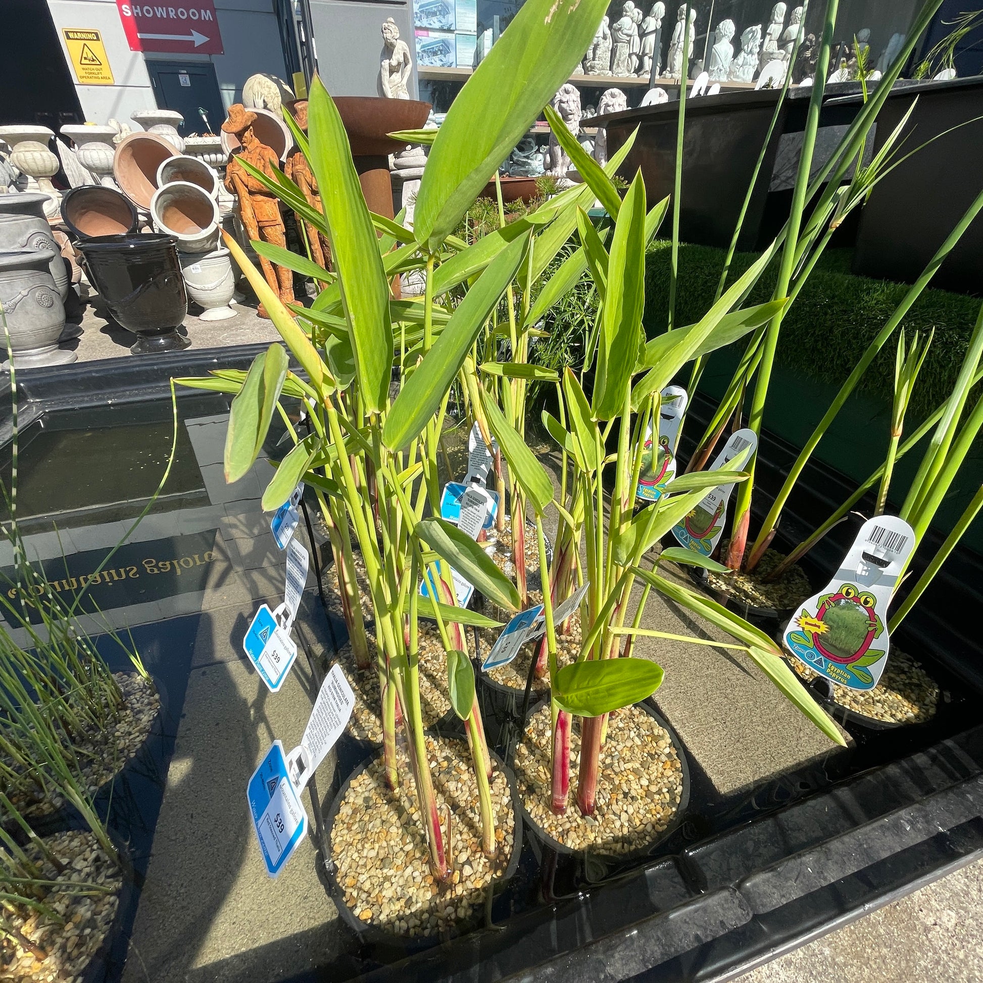 Red Stemmed Thalia Pond Plant