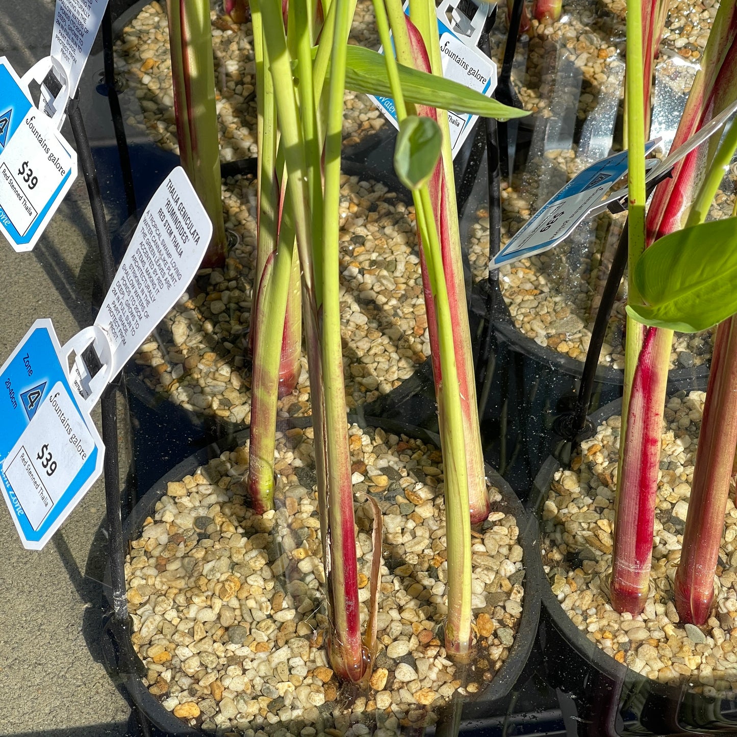 Red Stemmed Thalia Pond Plant