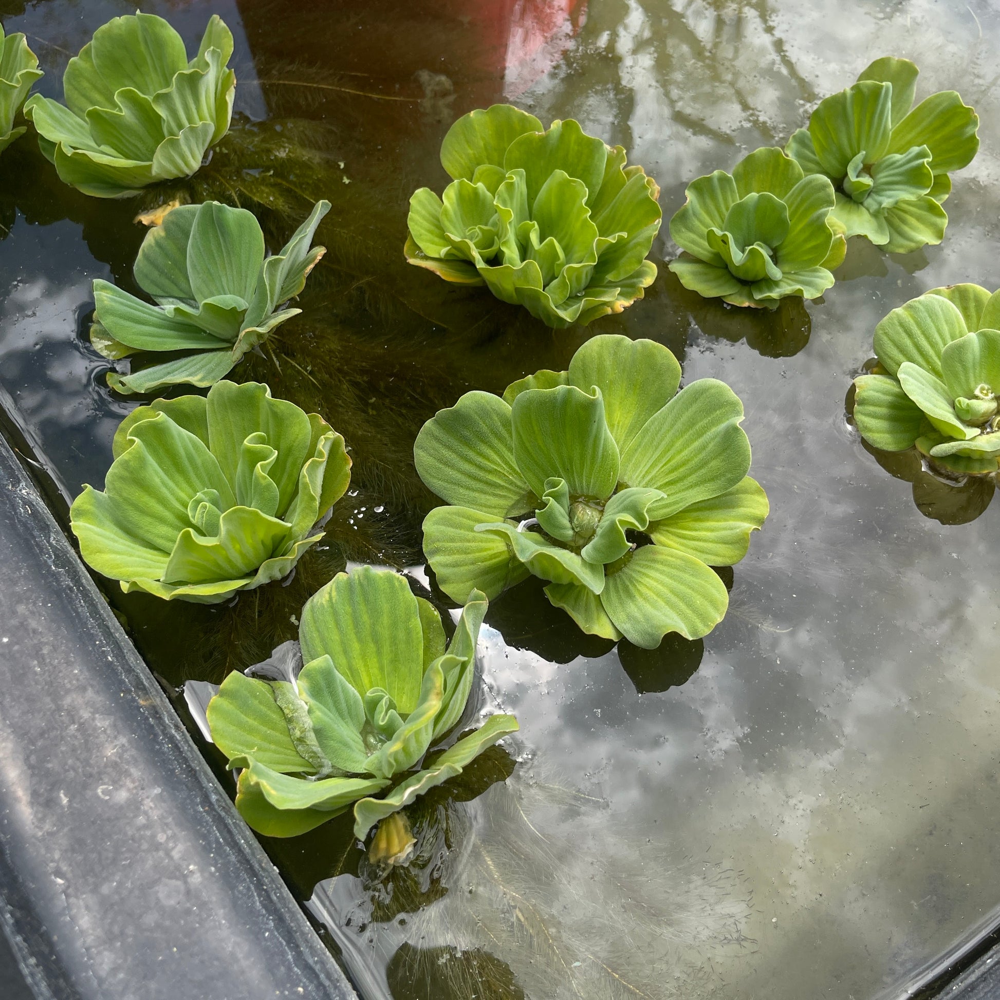 Water Lettuce Pond Plant