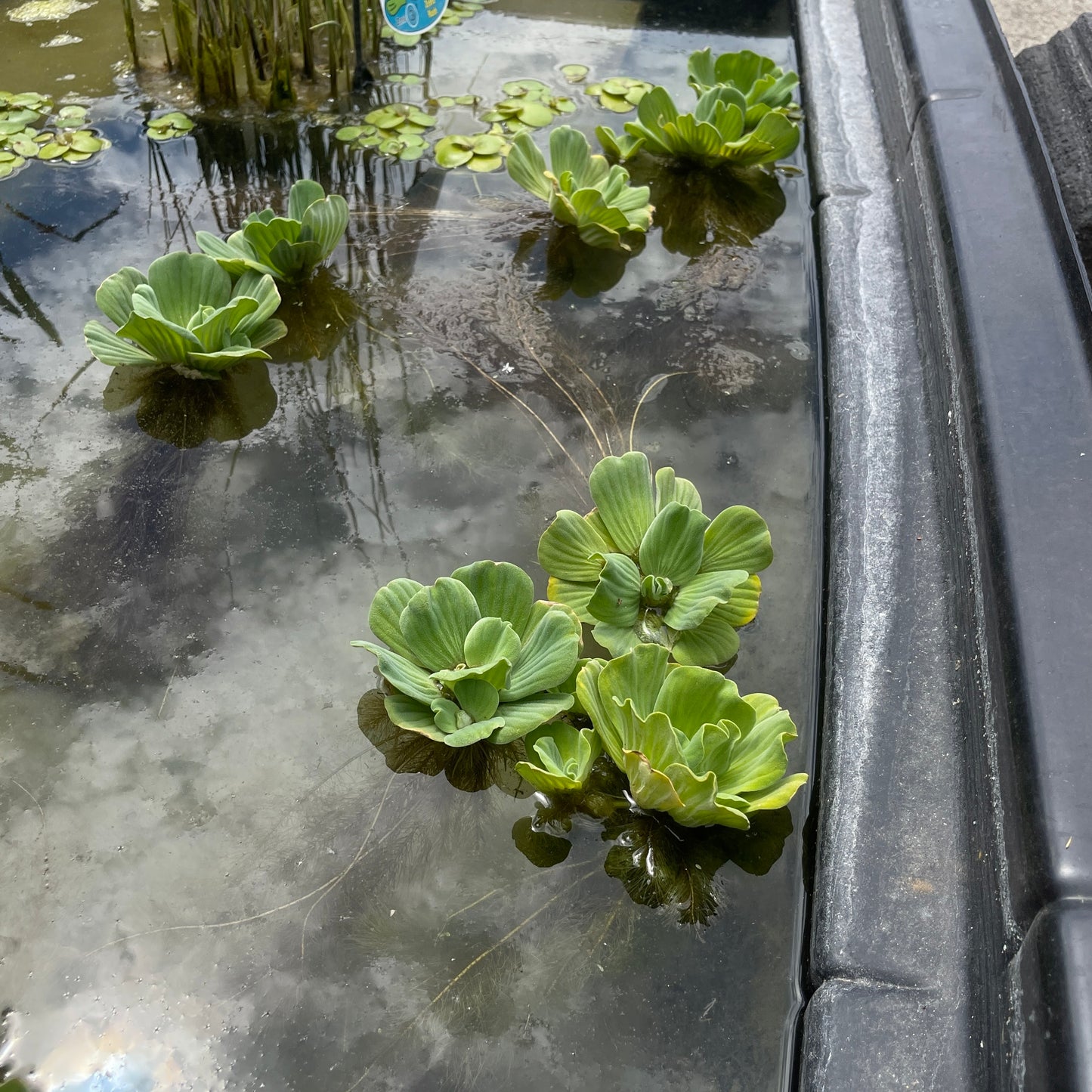 Water Lettuce Pond Plant