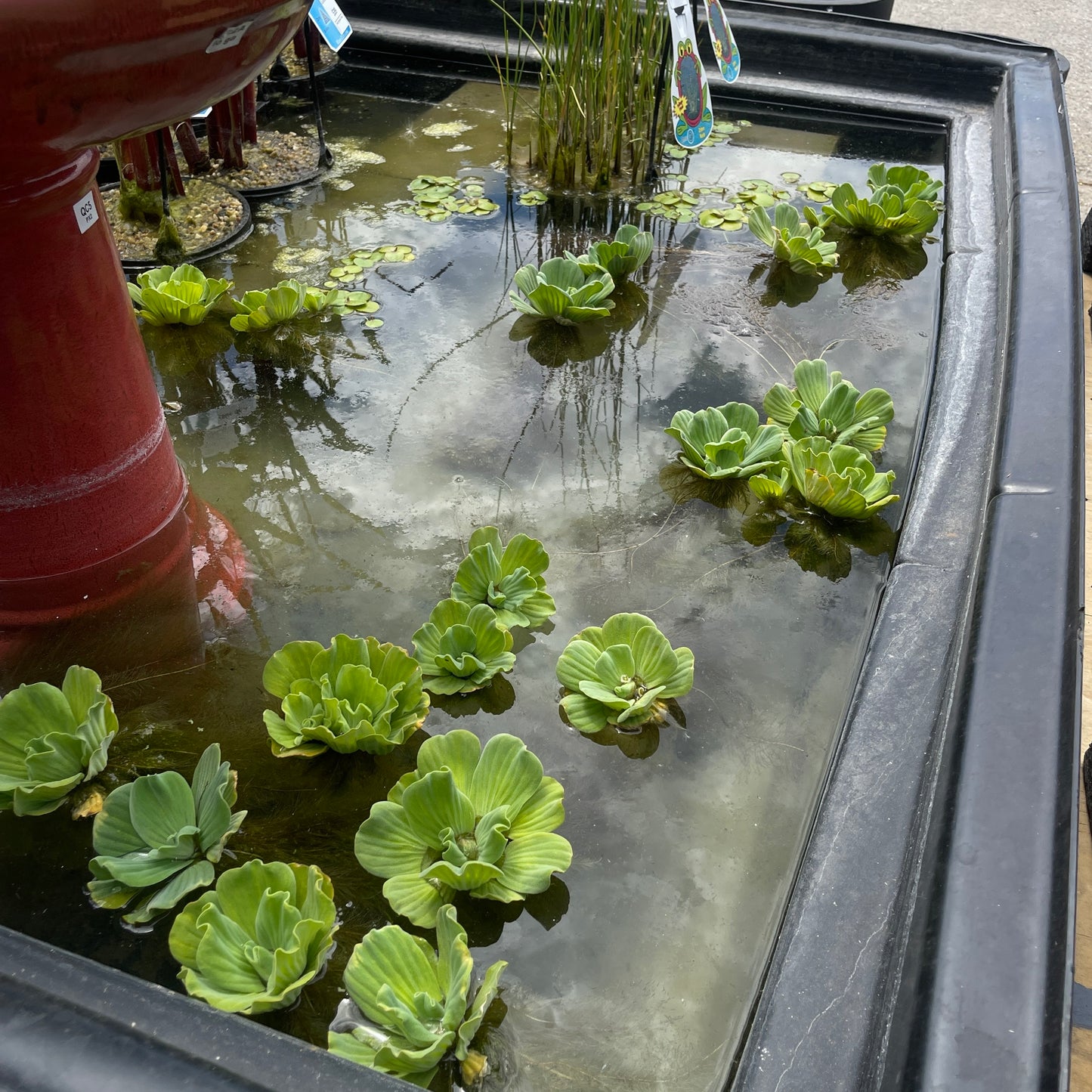 Water Lettuce Pond Plant