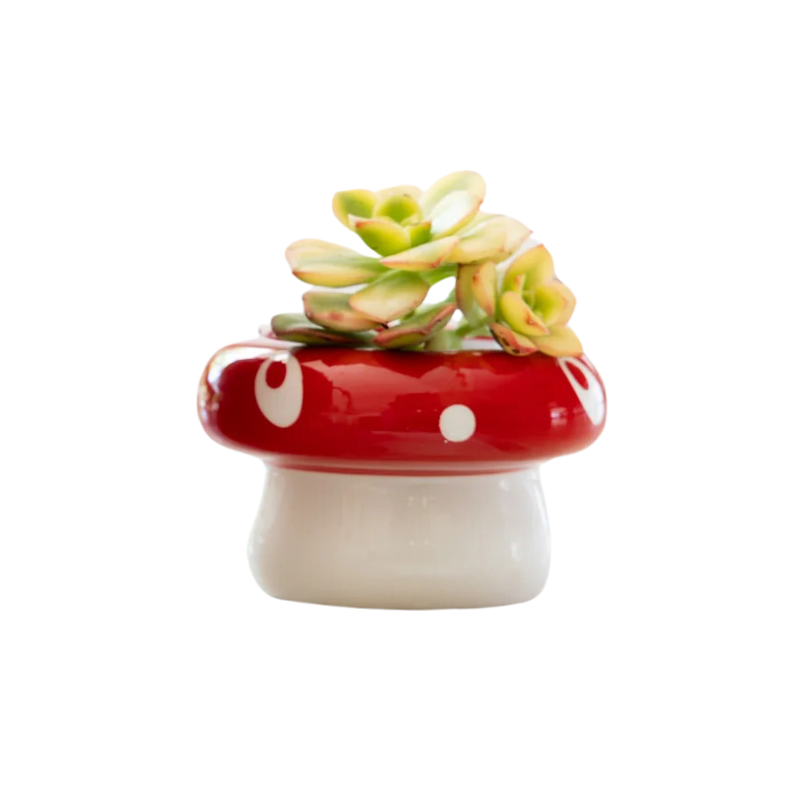 Mushroom Pot Pot Small