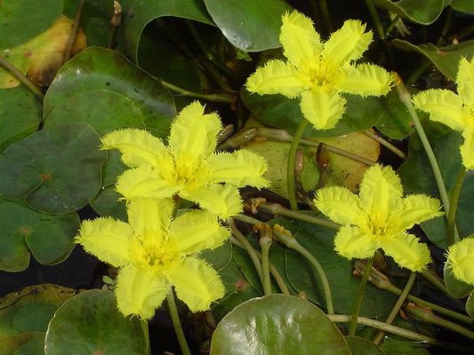 Marbled Water Fringe Pond Plant