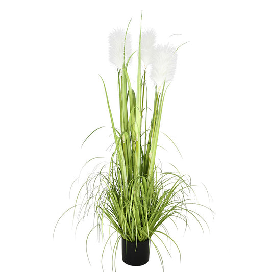 48 Reed Grass Plastic Pot   