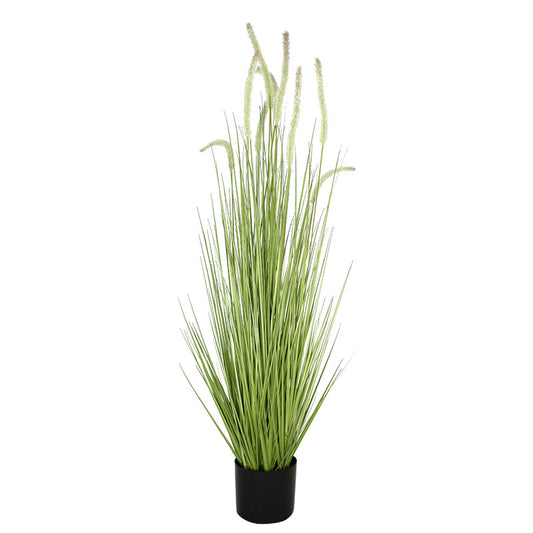 48 DogtailGrass PlasticPot   