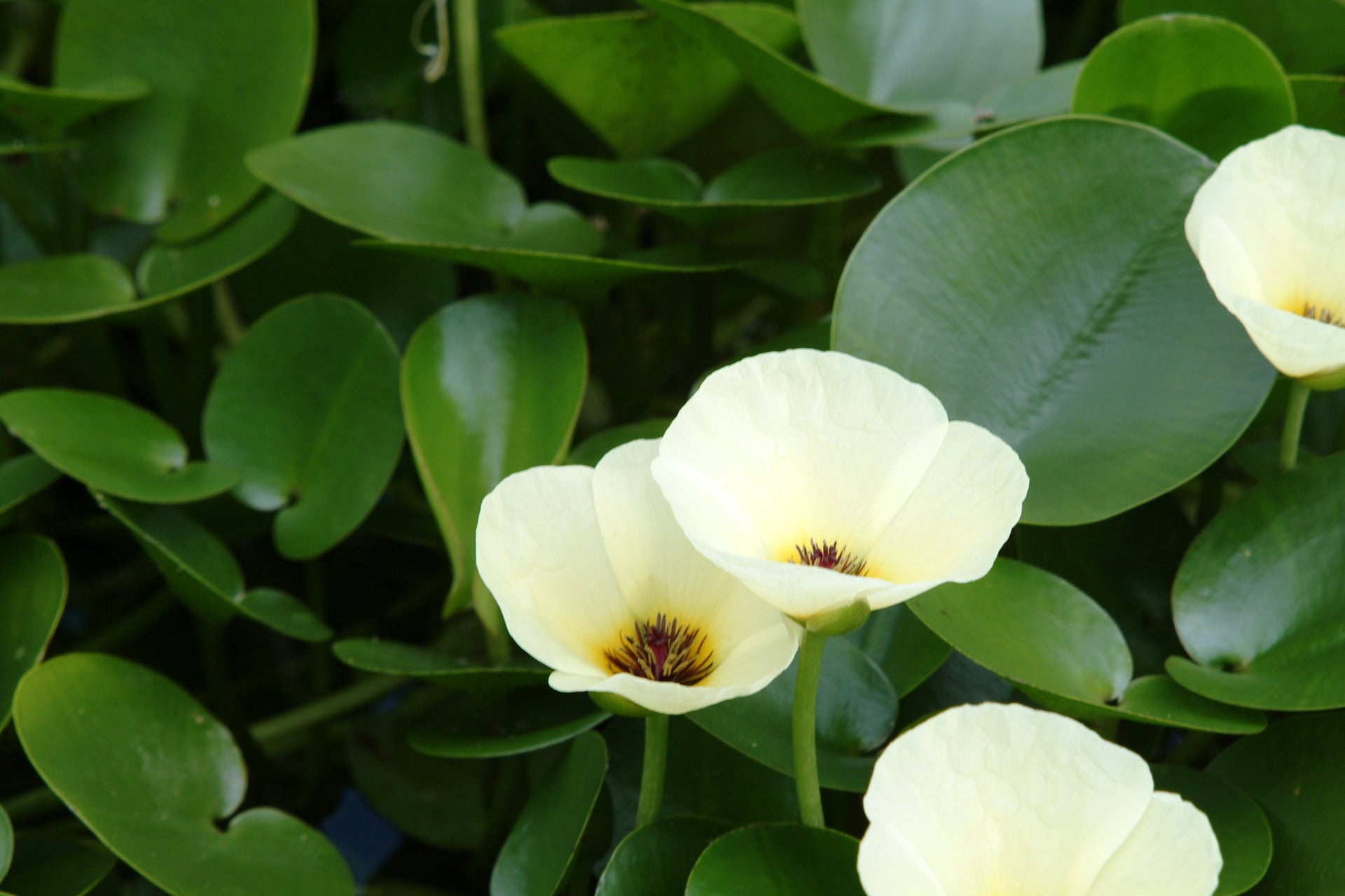 Water Poppy (Hydrocleys Nymphoides) Pond Plant  