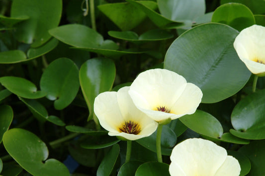 Water Poppy (Hydrocleys Nymphoides) Pond Plant  