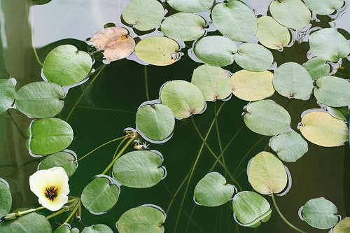 Water Poppy (Hydrocleys Nymphoides) Pond Plant  