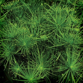 Dwarf Papyrus (Cyperus Isocladus) Pond Plant  