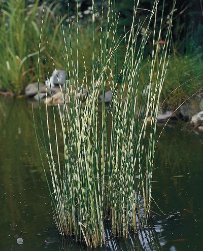 Zebra Rush (Schoenoplectus lacustris subsp. Zebrinus) Pond Plant