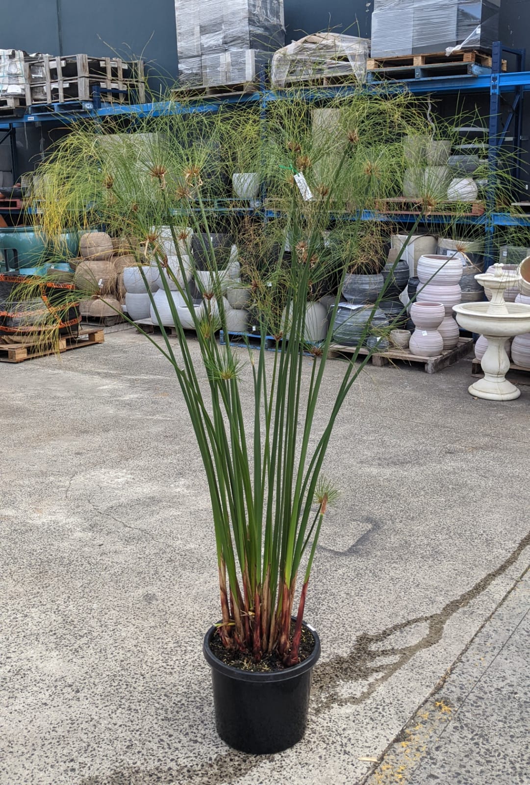 Giant Papyrus Pond Plant  