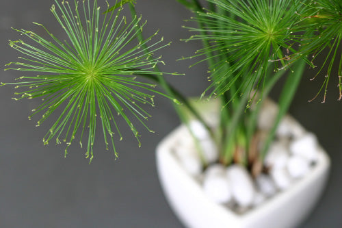 Dwarf Papyrus (Cyperus Isocladus) Pond Plant  