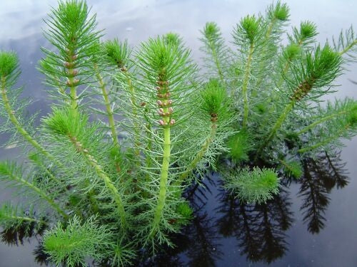 Myriophyllum Crispatum (Upright Water Milfoil) Pond Plant  